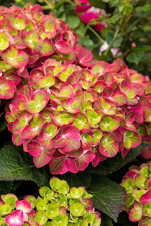Tilt-A-Swirl Hydrangea - 3 Gallon Pot - SALE 7 Tilt-A-Swirl Hydrangea - 3 Gallon Pot - SALE - Image 5
