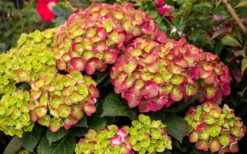 Tilt-A-Swirl Hydrangea - 3 Gallon Pot - SALE 16 Tilt-A-Swirl Hydrangea - 3 Gallon Pot - SALE -Exquisite Plants hydrangea macrophylla tilt a swirl 8