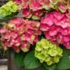 Tilt-A-Swirl Hydrangea - 3 Gallon Pot - SALE 2 Tilt-A-Swirl Hydrangea - 3 Gallon Pot - SALE -Exquisite Plants hydrangea macrophylla tilt a swirl 9