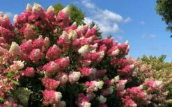 Berry White Panicle Hydrangea - 3 Gallon Pot 15 Berry White Panicle Hydrangea - 3 Gallon Pot -Exquisite Plants hydrangea paniculata berry white 4