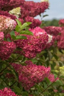Berry White Panicle Hydrangea - 3 Gallon Pot 18 Berry White Panicle Hydrangea - 3 Gallon Pot -Exquisite Plants hydrangea paniculata berry white 5
