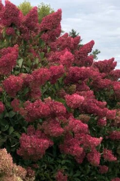 Berry White Panicle Hydrangea - 3 Gallon Pot 19 Berry White Panicle Hydrangea - 3 Gallon Pot -Exquisite Plants hydrangea paniculata berry white 7