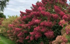 Berry White Panicle Hydrangea - 3 Gallon Pot 17 Berry White Panicle Hydrangea - 3 Gallon Pot -Exquisite Plants hydrangea paniculata berry white 8