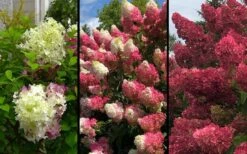 Berry White Panicle Hydrangea - 3 Gallon Pot 14 Berry White Panicle Hydrangea - 3 Gallon Pot -Exquisite Plants hydrangea paniculata berry white 9
