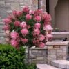 Fire Light Hydrangea - Single Trunk Topiary Tree - 5 Gallon Pot 1 Fire Light Hydrangea - Single Trunk Topiary Tree - 5 Gallon Pot -Exquisite Plants hydrangea paniculata fire light tree form standard 2