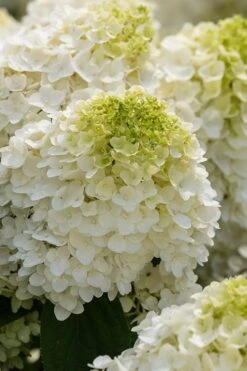 Little Hottie Hydrangea - 2.5 Gallon Pot 12 Little Hottie Hydrangea - 2.5 Gallon Pot -Exquisite Plants hydrangea paniculata little hottie 1