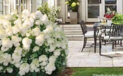 Little Hottie Hydrangea - 2.5 Gallon Pot 14 Little Hottie Hydrangea - 2.5 Gallon Pot -Exquisite Plants hydrangea paniculata little hottie 5