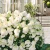 Little Hottie Hydrangea - 2.5 Gallon Pot 1 Little Hottie Hydrangea - 2.5 Gallon Pot -Exquisite Plants hydrangea paniculata little hottie 8