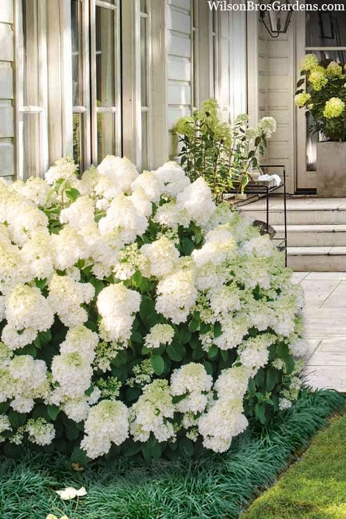 Little Hottie Hydrangea - 2.5 Gallon Pot 3 Little Hottie Hydrangea - 2.5 Gallon Pot