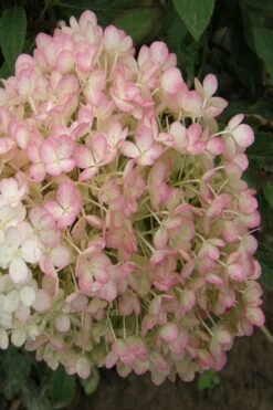 Little Hottie Hydrangea - 2.5 Gallon Pot 15 Little Hottie Hydrangea - 2.5 Gallon Pot -Exquisite Plants hydrangea paniculata little hottie 9