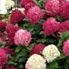 Little Lime Punch Hydrangea - 3 Gallon Pot -Exquisite Plants hydrangea paniculata little lime punch 1