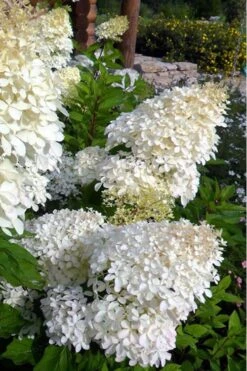 Phantom Hydrangea - 1 Gallon Pot 11 Phantom Hydrangea - 1 Gallon Pot -Exquisite Plants hydrangea phantom 500x750 1