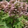 Queen Of Hearts Oakleaf Hydrangea - 3 Gallon Pot -Exquisite Plants hydrangea queen of hearts oakleaf 500x750 1