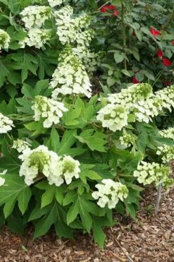 Pee Wee Dwarf Oakleaf Hydrangea - 1 Gallon Pot -Exquisite Plants hydrangea quercifolia pee wee oakleaf 1