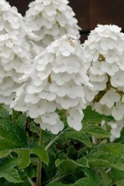 Queen Of Hearts Oakleaf Hydrangea - 3 Gallon Pot -Exquisite Plants hydrangea quercifolia queen of hearts 3