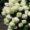 Silver Dollar Hydrangea - 3 Gallon Pot 2 Silver Dollar Hydrangea - 3 Gallon Pot -Exquisite Plants hydrangea silver dollar 1