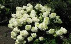 Silver Dollar Hydrangea - 3 Gallon Pot -Exquisite Plants hydrangea silver dollar 2