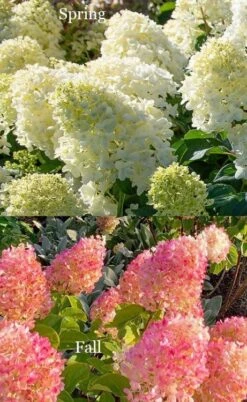 Silver Dollar Hydrangea - 3 Gallon Pot -Exquisite Plants hydrangea silver dollar 4
