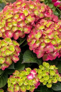 Tilt-A-Swirl Hydrangea - 3 Gallon Pot - SALE 15 Tilt-A-Swirl Hydrangea - 3 Gallon Pot - SALE -Exquisite Plants hydrangea tilt a whirl 500x750 1