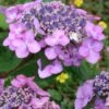 Twist-N-Shout Endless Summer Hydrangea - 3 Gallon Pot -Exquisite Plants hydrangea twist n shout 12 1