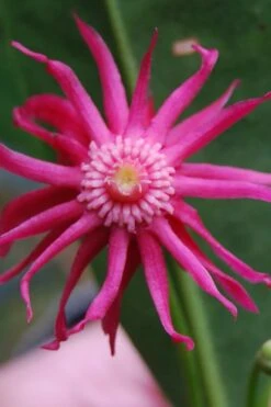 Woodland Ruby Anise (Illicium) - 3 Gallon Pot -Exquisite Plants illicium floridanum woodland ruby florida anise 11