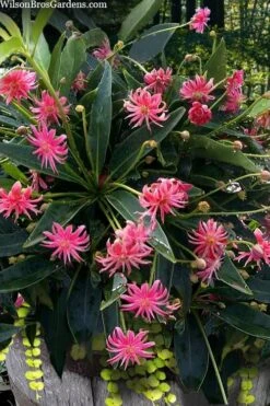 Woodland Ruby Anise (Illicium) - 3 Gallon Pot -Exquisite Plants illicium floridanum woodland ruby florida anise 13