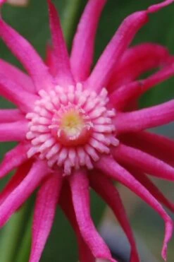 Woodland Ruby Anise (Illicium) - 3 Gallon Pot -Exquisite Plants illicium sfloridanum woodland ruby florida anise 10