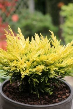 Limeglow Golden Andorra Compact Juniper - 3 Gallon Pot 12 Limeglow Golden Andorra Compact Juniper - 3 Gallon Pot -Exquisite Plants juniper horizontalis lime glow 23