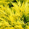 Limeglow Golden Andorra Compact Juniper - 3 Gallon Pot 2 Limeglow Golden Andorra Compact Juniper - 3 Gallon Pot -Exquisite Plants juniper horizontalis lime glow 26