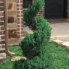 Blue Point Juniper Spiral Topiary - 7 Gallon Pot -Exquisite Plants juniperus blue point juniper spiral topiary 101