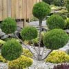 Sea Green Juniper Pom Pom Topiary - 3 Gallon Pot -Exquisite Plants juniperus chinensis sea green pom pom topiary 2