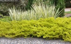 All Gold Golden Pacific Juniper - 3 Gallon Pot 13 All Gold Golden Pacific Juniper - 3 Gallon Pot -Exquisite Plants juniperus conferta all gold pacific shore juniper 21