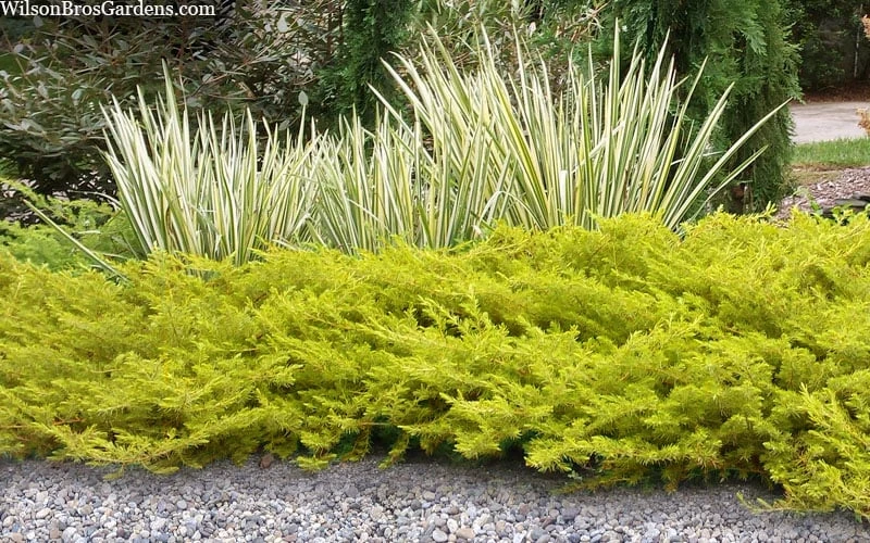 All Gold Golden Pacific Juniper - 3 Gallon Pot 7 All Gold Golden Pacific Juniper - 3 Gallon Pot - Image 5