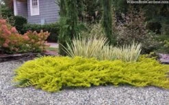All Gold Golden Pacific Juniper - 3 Gallon Pot 12 All Gold Golden Pacific Juniper - 3 Gallon Pot -Exquisite Plants juniperus conferta all gold pacific shore juniper 22