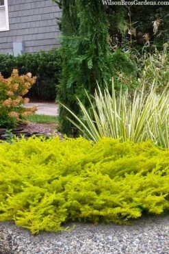 All Gold Golden Pacific Juniper - 3 Gallon Pot