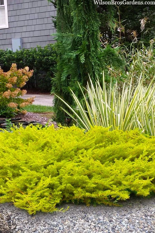 All Gold Golden Pacific Juniper - 3 Gallon Pot 3 All Gold Golden Pacific Juniper - 3 Gallon Pot
