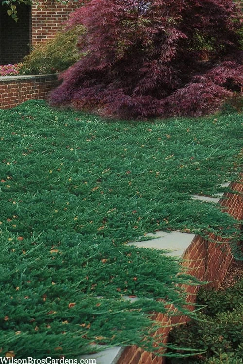 Blue Rug Juniper - 3 Gallon Pot 3 Blue Rug Juniper - 3 Gallon Pot