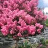 Sioux Pink Crape Myrtle Tree (Single Trunk) - 5 Gallon Pot 1 Sioux Pink Crape Myrtle Tree (Single Trunk) - 5 Gallon Pot -Exquisite Plants lagerstroemia indica sioux crape myrtle standard single trunk 1