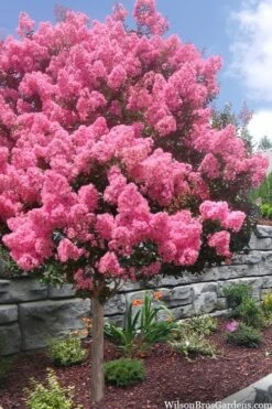 Sioux Pink Crape Myrtle Tree (Single Trunk) - 5 Gallon Pot