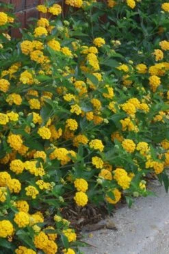 New Gold Hardy Lantana - 1 Gallon Pot -Exquisite Plants lantana new gold 10