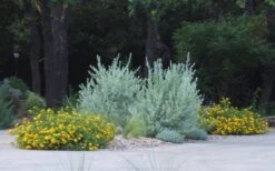 New Gold Hardy Lantana - 5 Pack Of Quart Pots -Exquisite Plants lantana new gold 11 2