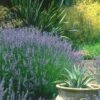 Provence French Lavender - 5 Pack Of Quart Pots -Exquisite Plants lavandula20intermedia provencer french lavender 102
