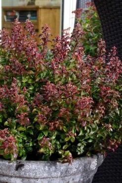Twisting Red Leucothoe (Fetterbush) - 2 Gallon Pot -Exquisite Plants leucothoe axillaris twisting red coastal dog hobble 2