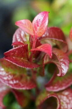 Twisting Red Leucothoe (Fetterbush) - 2 Gallon Pot -Exquisite Plants leucothoe axillaris twisting red coastal dog hobble 3