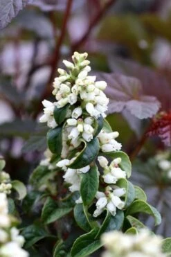 Twisting Red Leucothoe (Fetterbush) - 2 Gallon Pot -Exquisite Plants leucothoe axillaris twisting red coastal dog hobble 5