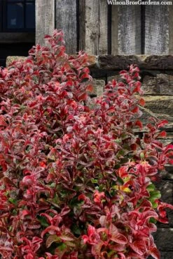 Twisting Red Leucothoe (Fetterbush) - 2 Gallon Pot -Exquisite Plants leucothoe axillaris twisting red coastal dog hobble 7