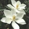 Alta Southern Magnolia - 3 Gallon Pot 2 Alta Southern Magnolia - 3 Gallon Pot -Exquisite Plants magnolia alta 3