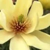 Butterflies Yellow Magnolia (Tulip Tree) - 1 Gallon Pot 1 Butterflies Yellow Magnolia (Tulip Tree) - 1 Gallon Pot -Exquisite Plants magnolia butterflies yellow tulip tree 1
