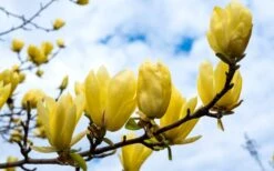Butterflies Yellow Magnolia (Tulip Tree) - 1 Gallon Pot -Exquisite Plants magnolia butterflies yellow tulip tree 2