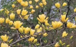 Butterflies Yellow Magnolia (Tulip Tree) - 1 Gallon Pot -Exquisite Plants magnolia butterflies yellow tulip tree 3